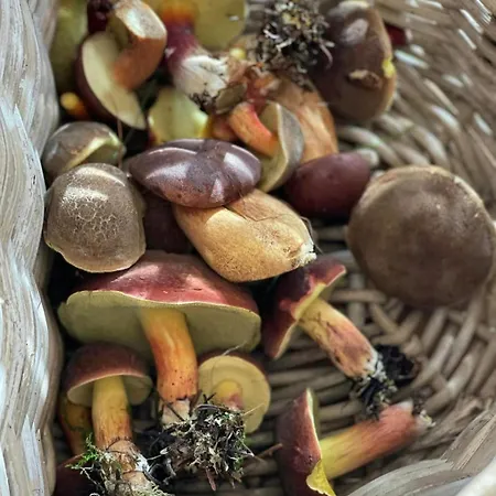 Tatil Evi Cozy Retreat Near Sejerobugten